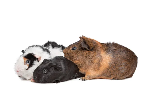 Üç küçük domuz — Stok fotoğraf