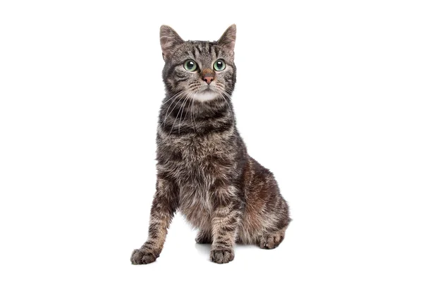 Стрессовая кошка — стоковое фото