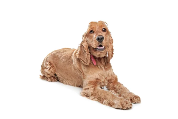 Brown cocker spaniel perro — Foto de Stock