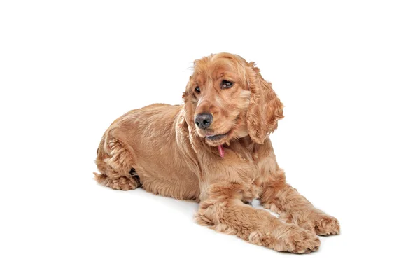 Pes hnědý kokršpaněl — Stock fotografie