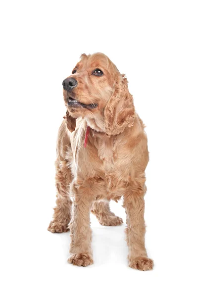 Pies brązowy cocker spaniel — Zdjęcie stockowe