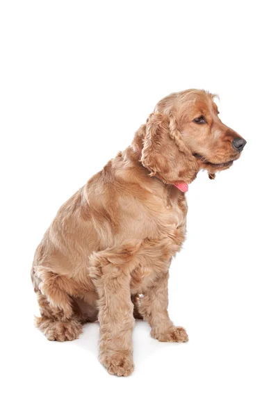Brown cocker spaniel cão — Fotografia de Stock