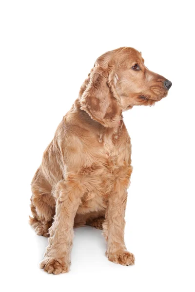 Brauner Cocker Spaniel Hund — Stockfoto
