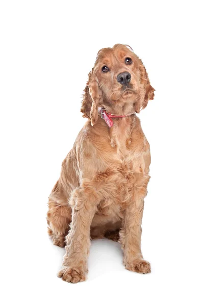 Cocker brun chien épagneul — Photo