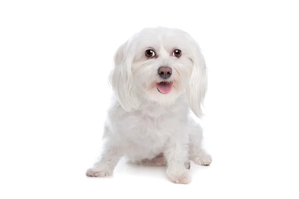 stock image Maltese dog