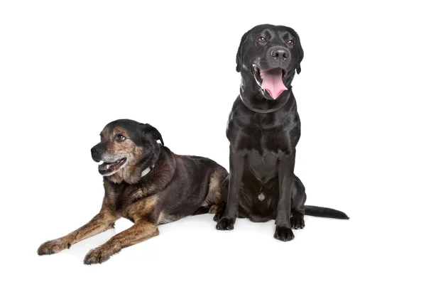 Μαύρο λαμπραντόρ και σκύλος — Φωτογραφία Αρχείου