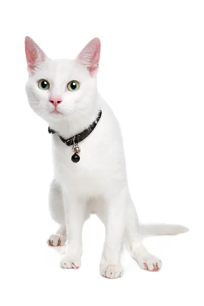 Witte ragdoll kat met groene ogen — Stockfoto