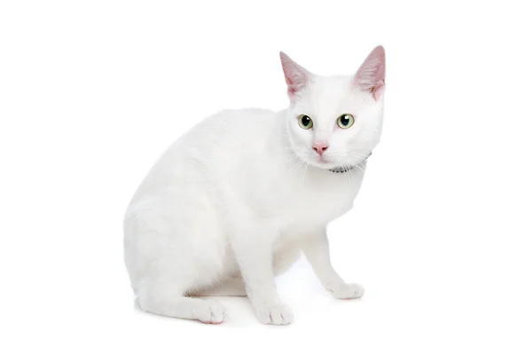 White Ragdoll cat with green eyes — Stock Photo, Image
