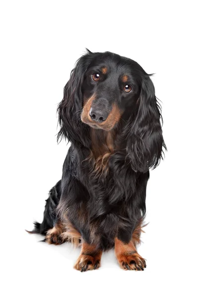Standard long-haired dachshund — Stock Photo, Image