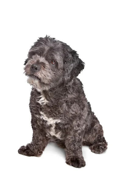 Boomer perro —  Fotos de Stock