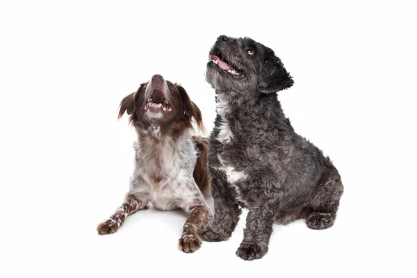 Boomer et chien de race mixte staby — Photo