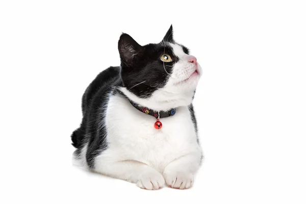 Gato blanco y negro — Foto de Stock