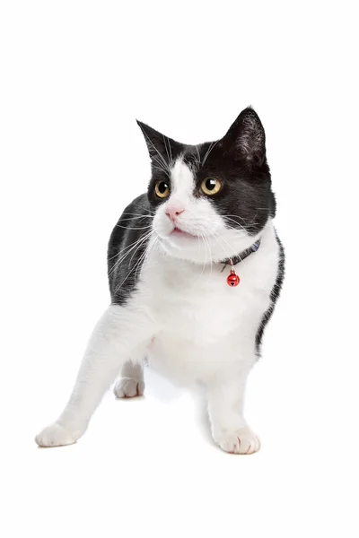 Siyah beyaz kedi — Stok fotoğraf