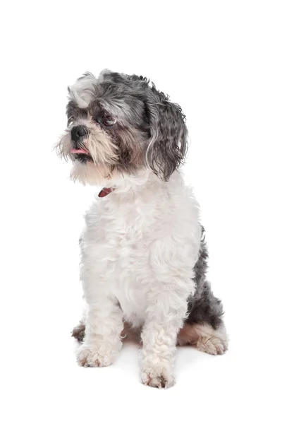 Бумер-собака — стоковое фото