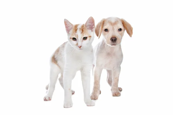 Cachorro y gatito — Foto de Stock