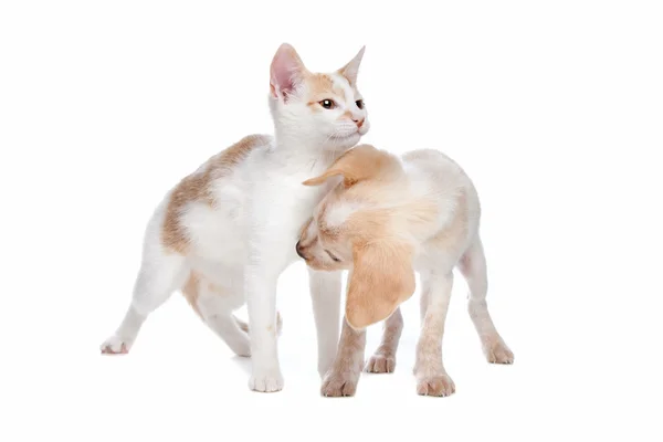 Valp och kattunge — Stockfoto