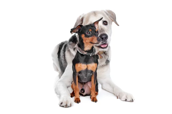 Miniature Pinscher and a mixed breed Lab — Stock Photo, Image