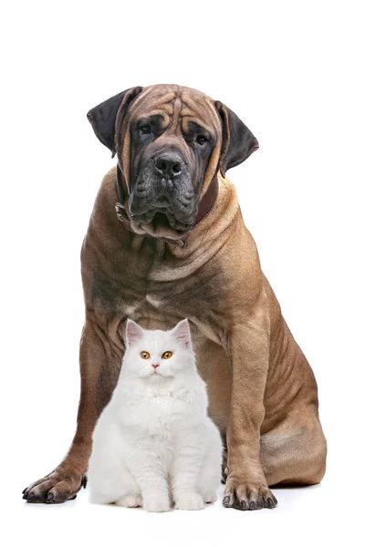 Güçlü bir köpek ve bir gösteri kedi — Stok fotoğraf