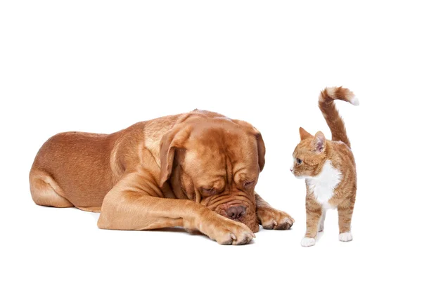 Pies i kot — Zdjęcie stockowe