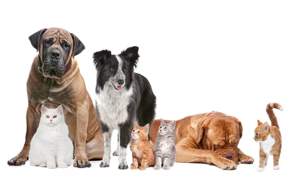 Group of Cats and Dogs — Stock Photo, Image