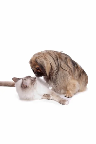 Kutya és macska — Stock Fotó