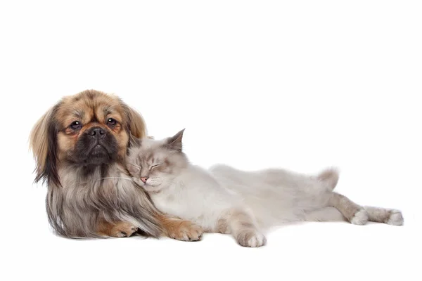 Hund und Katze — Stockfoto