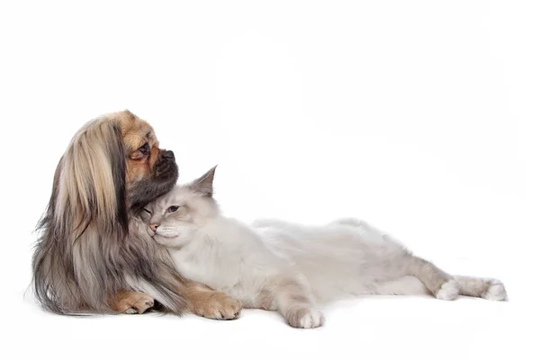 สุนัขและแมว — ภาพถ่ายสต็อก
