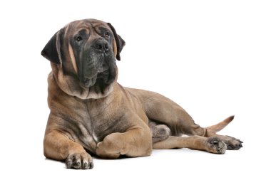 Boerboel