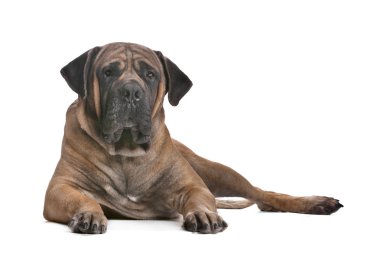 Boerboel