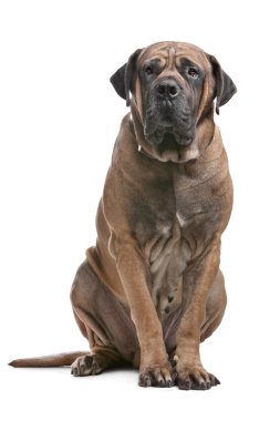 Boerboel clipart