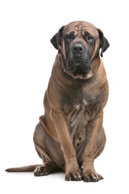 Boerboel