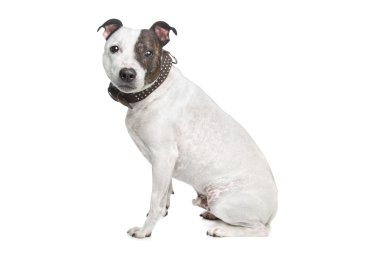 Staffordshire terrier