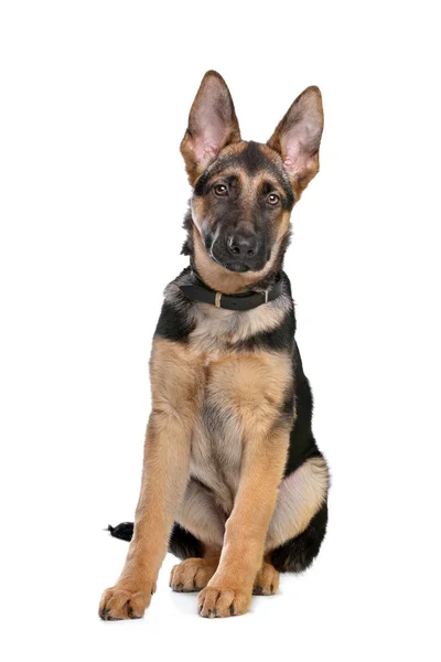 German Shepherd puppy — Stock Photo, Image