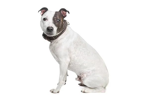 Staffordshire terrier — Stock Photo, Image