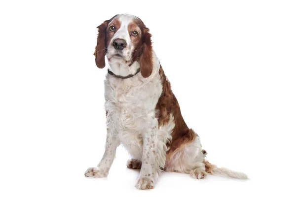 Stock image Welsh Springer Spaniel