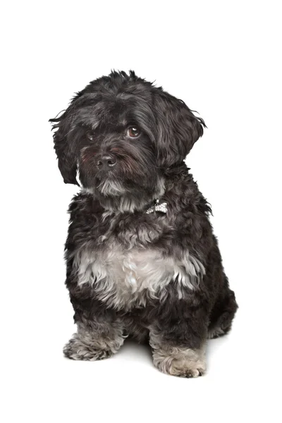 Pequeño perro boomer negro —  Fotos de Stock
