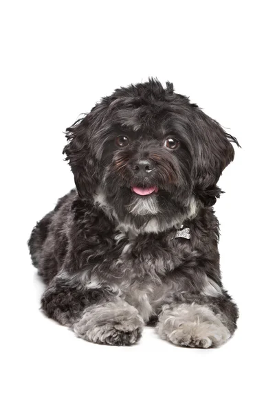 Pequeno cão boomer preto — Fotografia de Stock