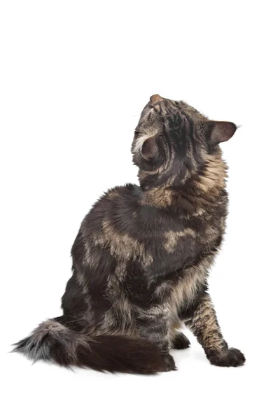 メインクーン、黒ふち猫ネコ — ストック写真