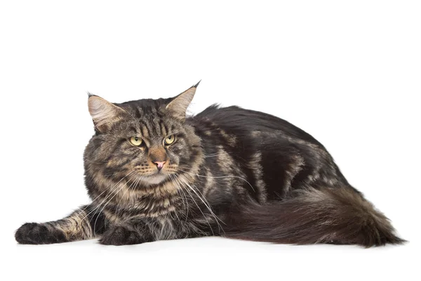 stock image Maine coon, black tabby cat