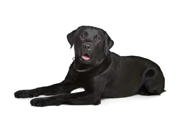 Černý labrador — Stock fotografie
