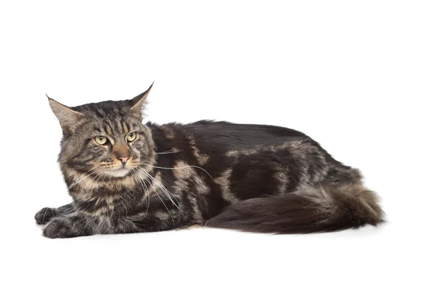 Maine coon, fekete cirmos cica — Stock Fotó