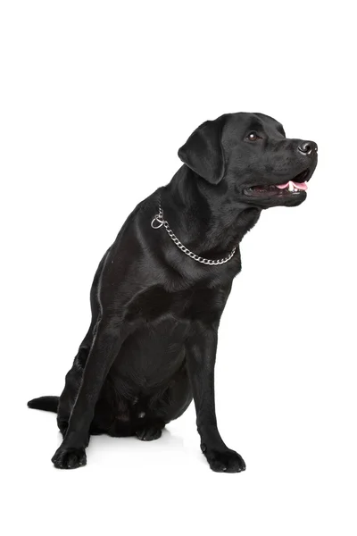 Labrador negro —  Fotos de Stock