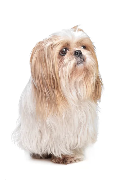 Cão pequeno de cabelos compridos — Fotografia de Stock