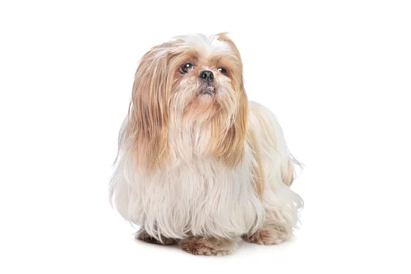 Mały pies długowłosy — Zdjęcie stockowe