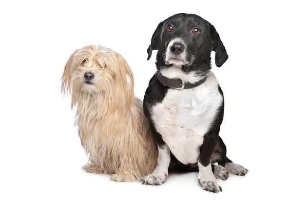Δύο σκύλοι — Φωτογραφία Αρχείου