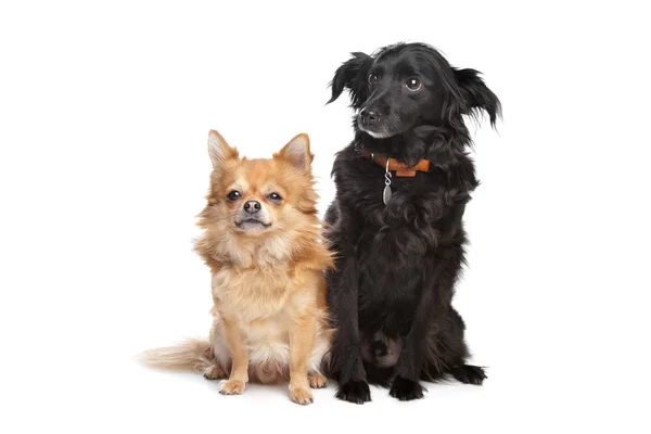 Chihuahua y un perro negro de raza mixta —  Fotos de Stock