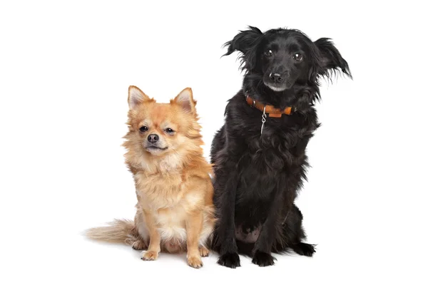 Chihuahua und ein schwarzer Mischlingshund — Stockfoto