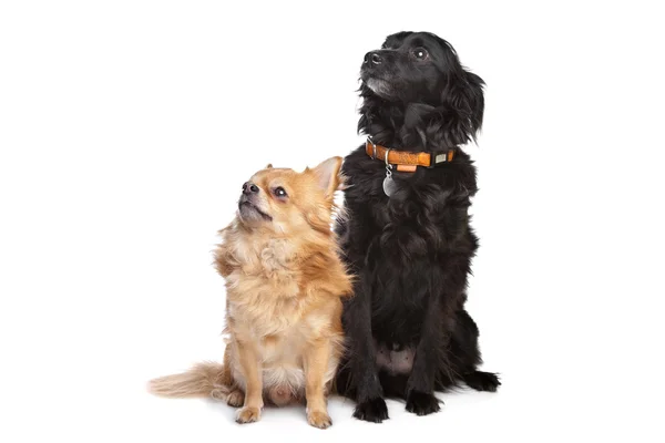 Chihuahua y un perro negro de raza mixta — Foto de Stock