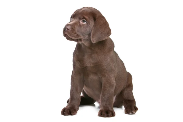 Čokoládový labrador štěně — Stock fotografie