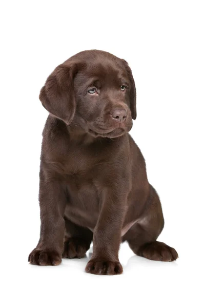 초콜렛 래브라도 강아지 — 스톡 사진